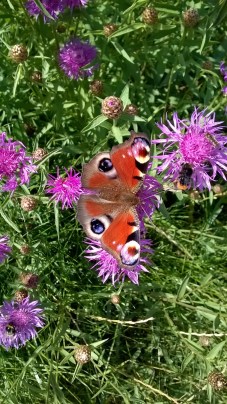 wp_20160730_15_36_18_pro